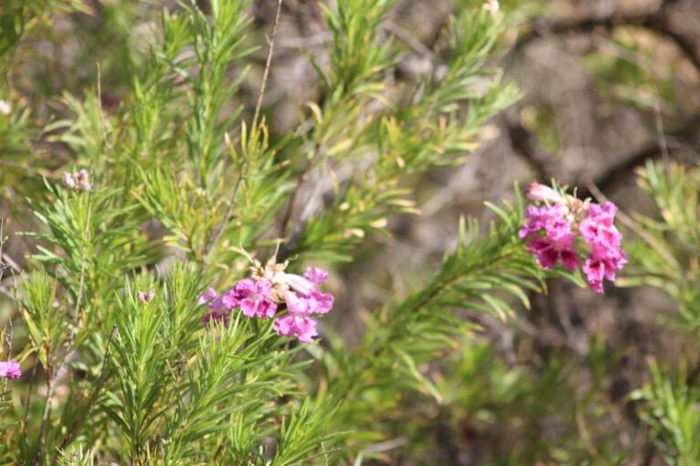 Arizona Wildlife Garden Guide: Attract Pollinators & Deter Pest Birds