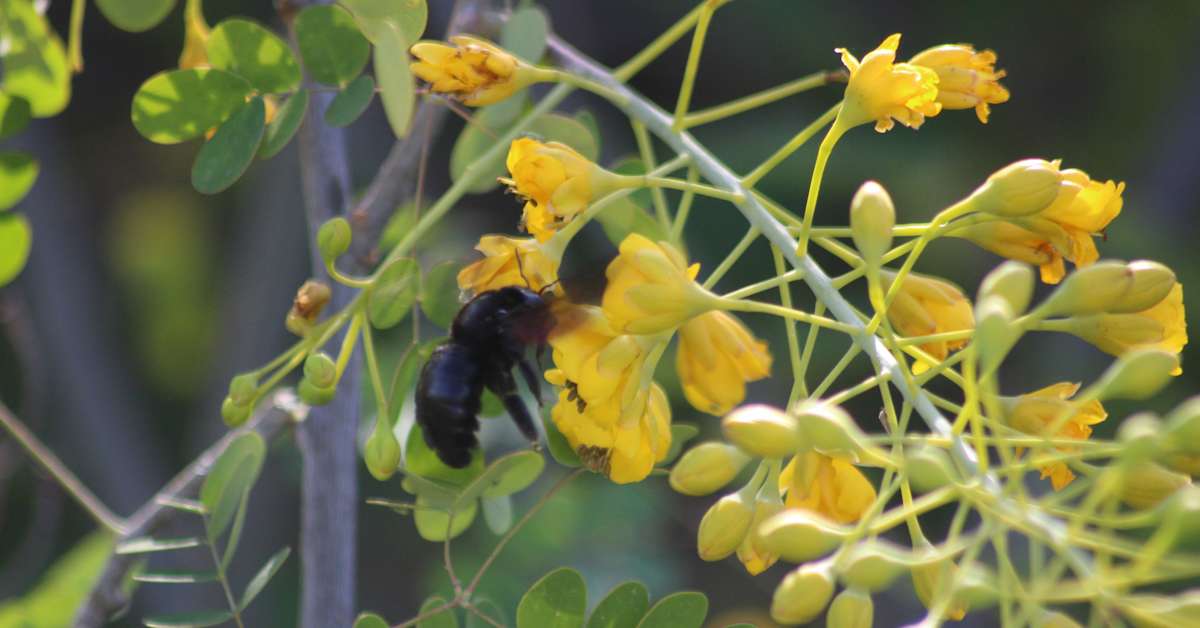 Arizona Wildlife Garden Guide: Attract Pollinators & Deter Pest Birds