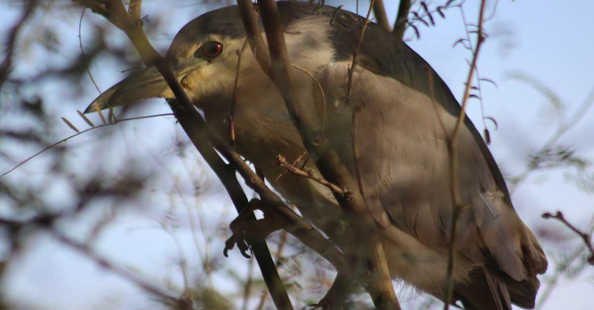 Discovering the Beautiful Birds of Riparian Preserve: A Joyful Guide