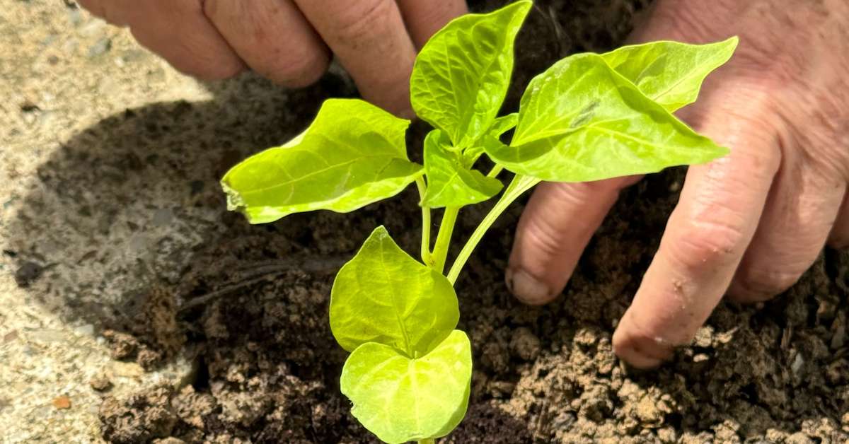 Finding Joy in the Dirt: A Rewarding Introduction to Gardening
