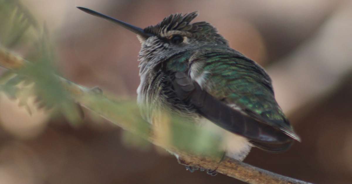 From Blurry to Breathtaking: A Beginner’s Guide to Sharp Bird Photography