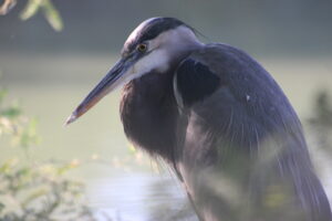 The Birds of Riparian Preserve: A Beginner’s Guide