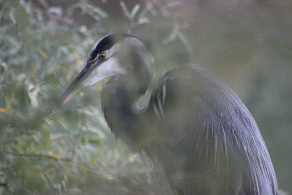 Birds of Riparian Preserve