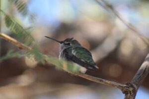 From Blurry to Breathtaking: A Beginner’s Guide to Sharp Bird Photography