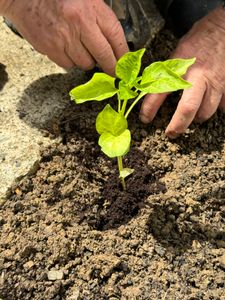 Close-up of hands planting a seedling in soil, highlighting gardening essentials.