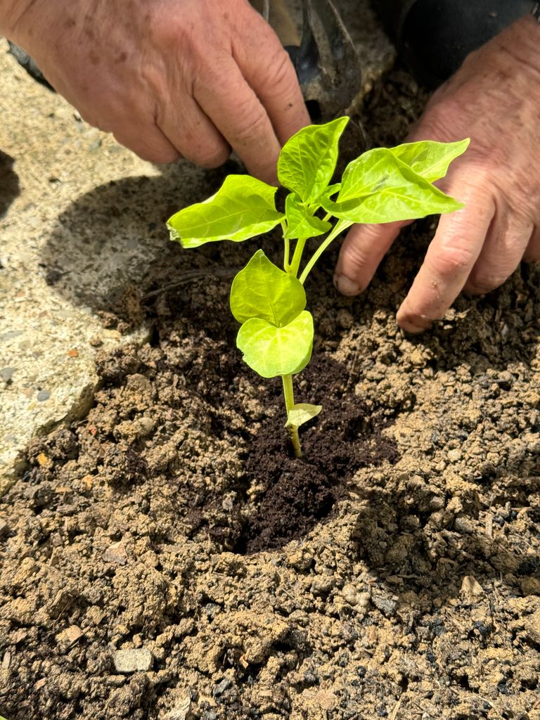 Close-up of hands planting a seedling in soil, highlighting gardening essentials.