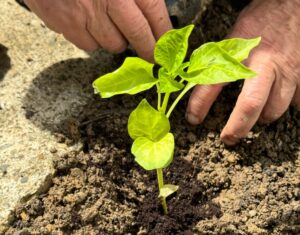 Close-up of hands planting a seedling in soil, highlighting gardening essentials.