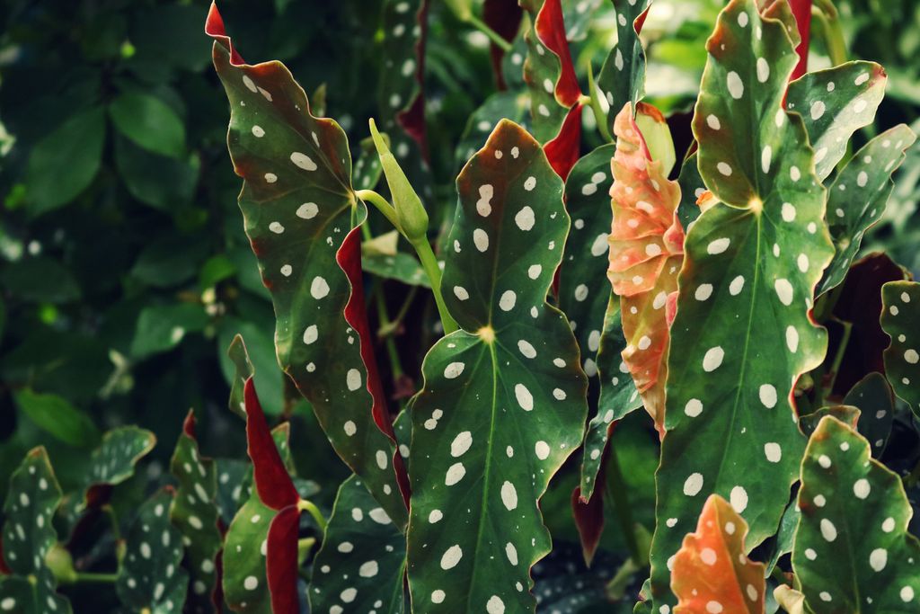 Introduction to Gardening